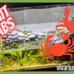 Can Hermit Crabs Live In A Paludarium