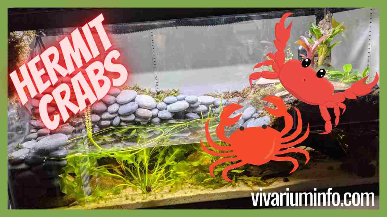 Can Hermit Crabs Live In A Paludarium