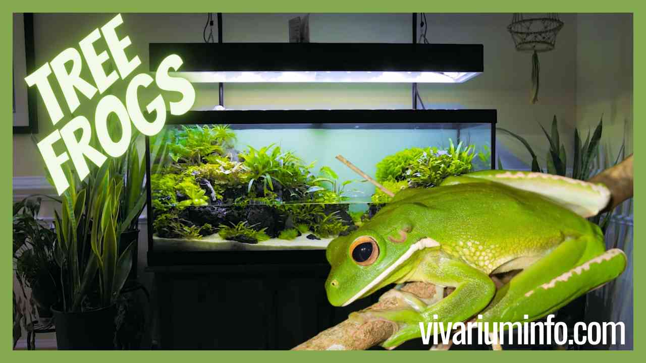 Can Tree Frogs Live in a Paludarium