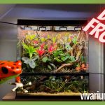 Can You Keep Dart Frogs in a Paludarium