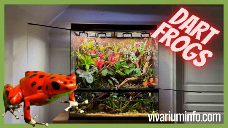 Can You Keep Dart Frogs in a Paludarium