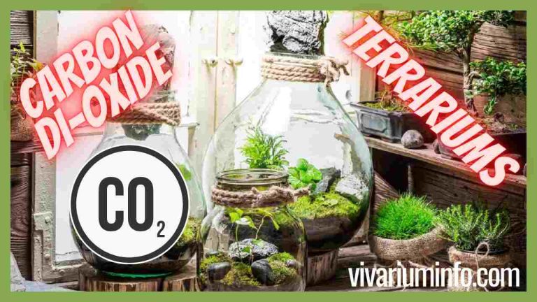 Where Does CO2 Come From in a Terrarium