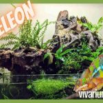 Can chameleons live in a paludarium