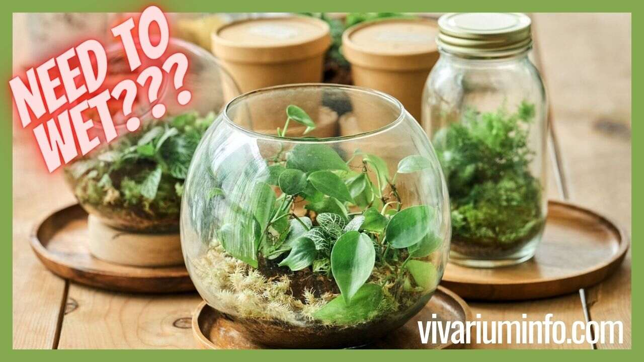 Do I Need to Wet Terrarium Moss