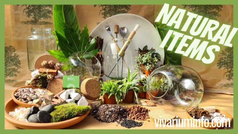 Natural Items for Your Terrarium