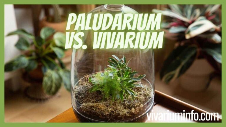 Paludarium vs Vivarium