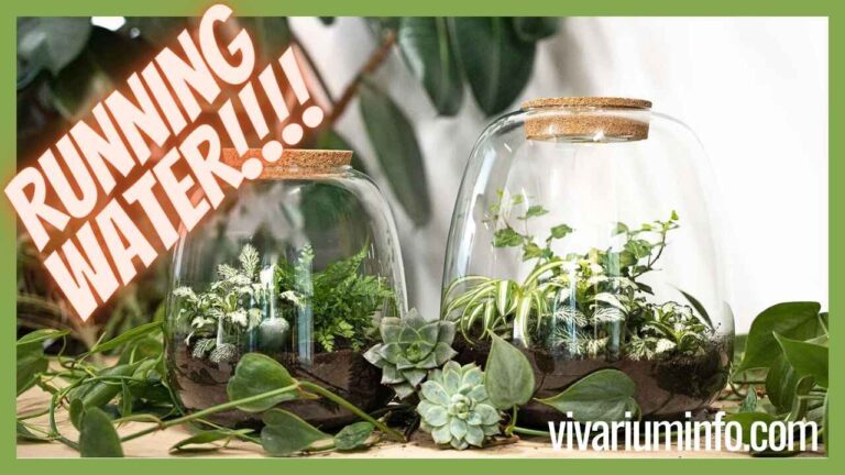 Problems with Running Water in a Terrarium